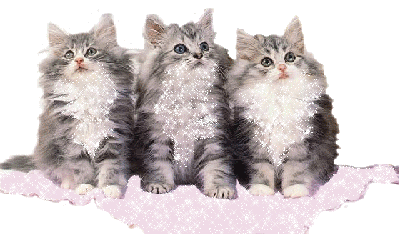 kitties covered in glitter